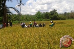 PANEN RAYA DI DESA BUNGIN