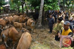 Gorontalo Utara Konsisten Salurkan Bantuan Ternak Sapi