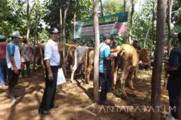 Banyuwangi Programkan Ribuan Sapi Unggulan Lewat Inseminasi