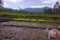 Diperediksi Lahan Pertanian Tahun 2033 Berkurang