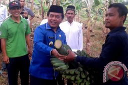 Bupati Merangin panen pisang di kebun Karang Taruna
