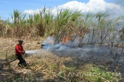 Kebakaran Tebu Perusda Banongan