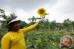 Petani Bunga Matahari