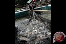 Pemkab Gorontalo Kembangkan Budidaya Ikan Air Tawar