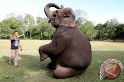 Melatih Gajah Sumatra