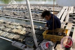 Pengusaha Kepiting Terkendala Bibit