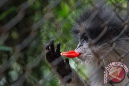 BBKSDA cek keberadaan monyet surili di Cianjur