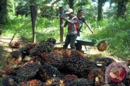 Perkebunan Rakyat Perlu Regulasi