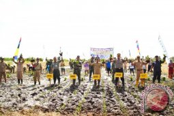 Pemkab Tabalong Cetak Sawah Seluas 300 Hektare
