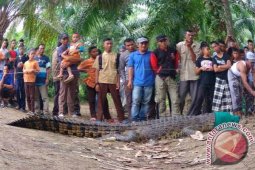 Warga tangkap buaya di Aceh Selatan