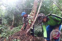 Bertani di Hutan Gambut