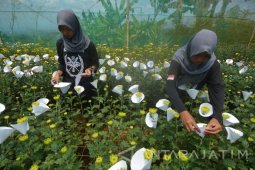 Polije Nursery