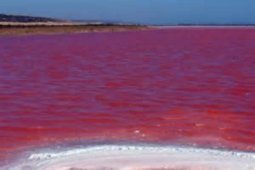 Demo Di Laut Merah Lima Remaja Ini Dipenjara