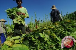 KTNA : Jangan Paksa Petani Tembakau Pindah Komoditas
