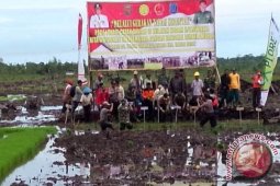 Bupati dan Dandim berlumpur tanam padi