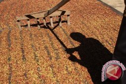 Harga Anjlok, Petani Enggan Jual Cengkeh