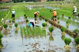 Luasan Tanam Padi di Tulungagung Meningkat 10 Persen
