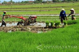 Perpanjangan Musim Tanam Padi