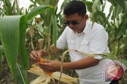 Dinas Pertanian Langkat Menjaga Ketahanan Pangan Tetap Swasembada