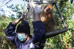 Pelepasliaran Lutung Jawa