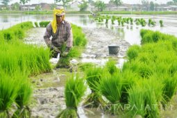 Setahun Tanam Padi Tiga Kali