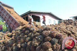 Harga CPO di Jambi Rp6.368/Kg