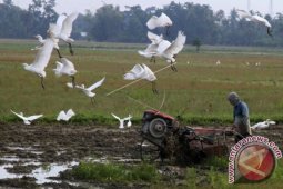 Pemkab Bone Bolango Sulit Ajak Petani Kembangkan Padi Organik