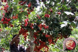 Rambutan ternyata "superfoods"