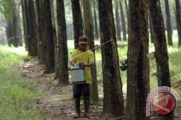 Perlu metode baru tingkatkan harga karet petani Jambi