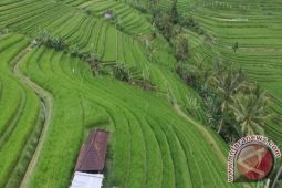 Kunjungan Budaya Subak Buka Agenda World Culture Forum 2016