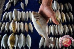 KKP Perlu Jadi Penengah Persoalan Muara Baru