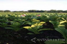 Pembuatan Demplot Pacu Produktivas Tembakau di Probolinggo