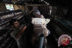 BUDIDAYA JAMUR TIRAM