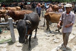 Stok Sapi Kurang