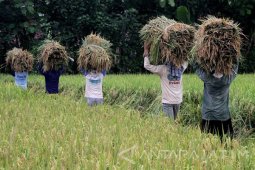 Target Produksi Padi