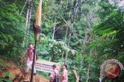 Saat ini ada tujuh jenis bunga langka di penangkaran Holidin