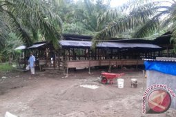 Tapanuli Selatan Pilot Project Sapi Brahman Cross