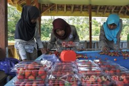 Kebun Strowberi