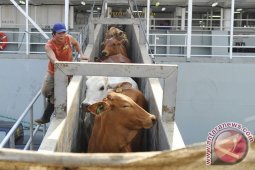 Distanak Penajam Awasi Distribusi Ternak Jelang Lebaran