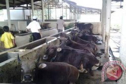 18.082 Ekor Bibit Sapi Masuk Kaltim