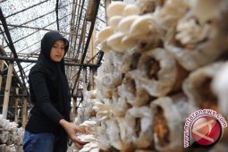 Bupati Bangka Dukung Budidaya Jamur Tiram
