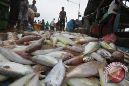 Cuaca buruk picu kenaikan harga ikan di Meulaboh