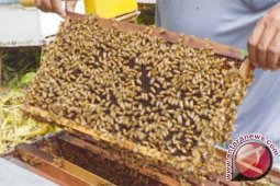 Perempuan Kenya perangi kemiskinan lewat produk lebah