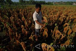 Tembakau Dibiarkan Mengering