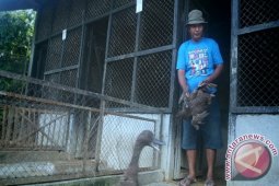 Membangun Ekonomi Kerakyatan Lewat Unggas