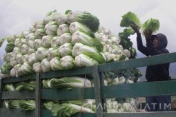 Stok Sawi Kurang