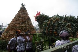 Warga Kediri Berebut Buah di Festival Nanas