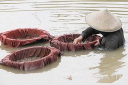 Harga Cacing Sutra Naik