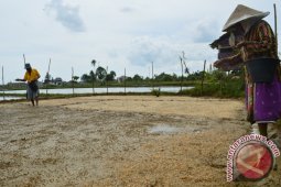 Petani Aceh Barat mulai garap sawah