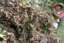 Harga Kacang Tanah Merosot